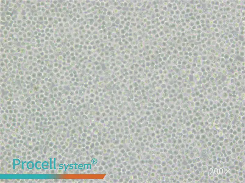 Ramos [RA 1] Cell Complete Medium - 5