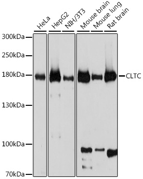 Western blot analysis of extracts of various cell lines using CLTC Polyclonal Antibody at dilution of 1:1000.