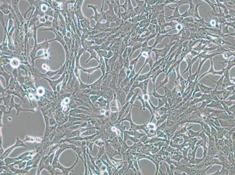 C8-D1A Cell Complete Medium - small - 6