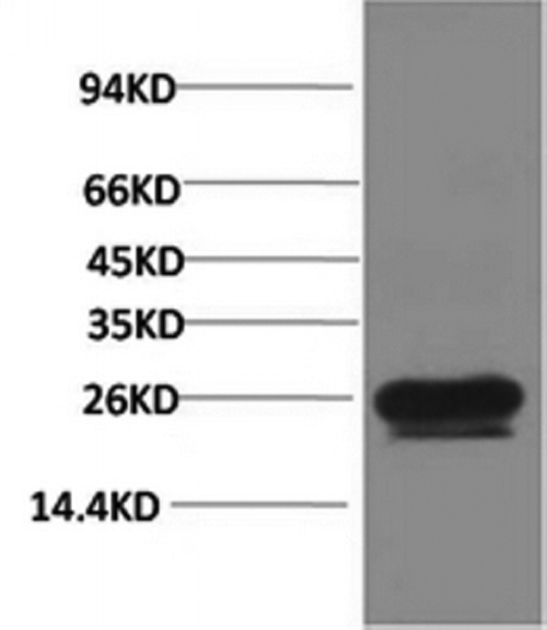 Western Blot analysis of Hela cells using HSP27 Monoclonal Antibody at dilution of 1:2000.