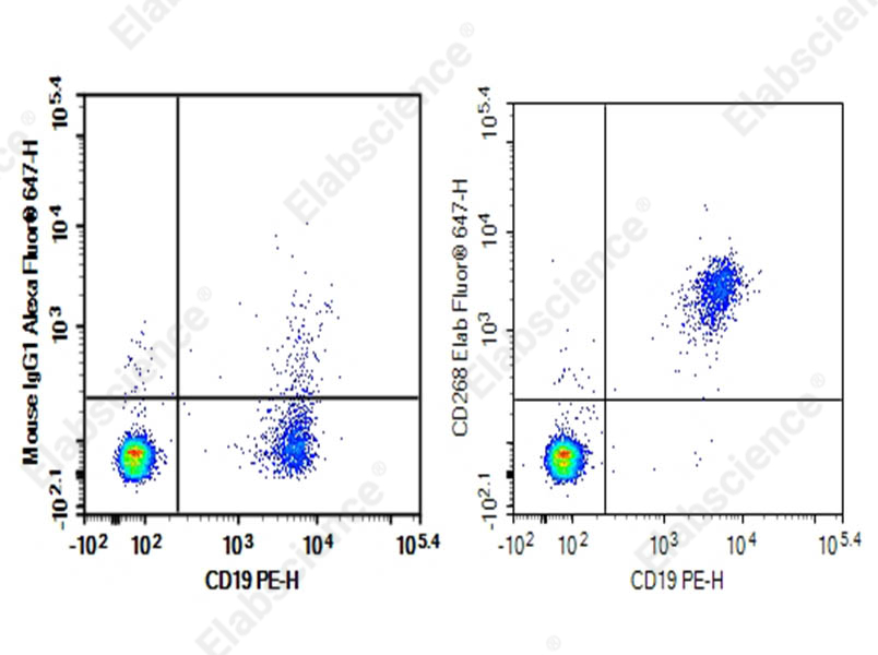 Purified Anti-Human CD268/BAFFR Antibody[H353-7H12] - 1