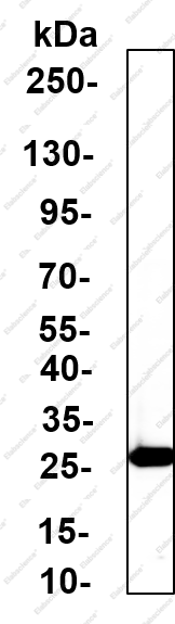Recombinant NGF Monoclonal Antibody - 3