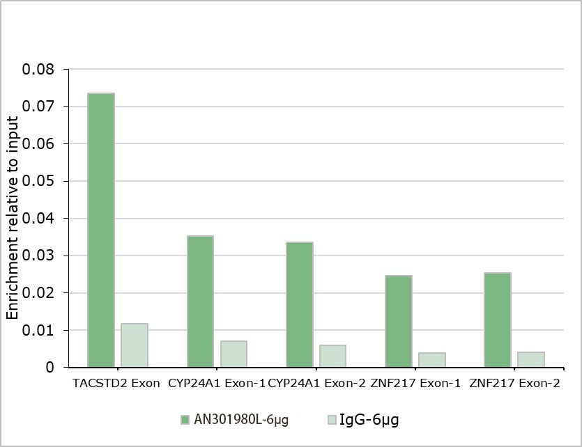 Recombinant COUP-TFII Monoclonal Antibody - small - 6