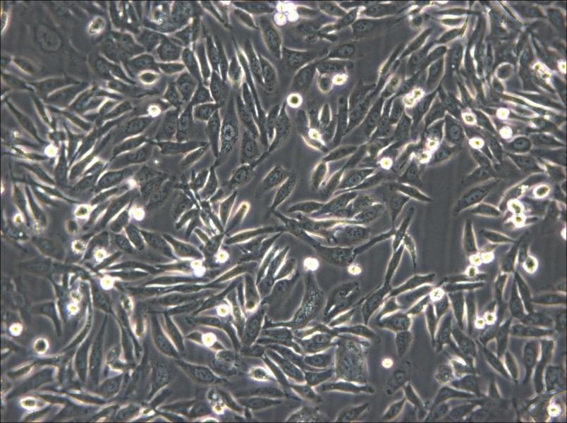 NUGC-3 Cell Complete Medium - 6