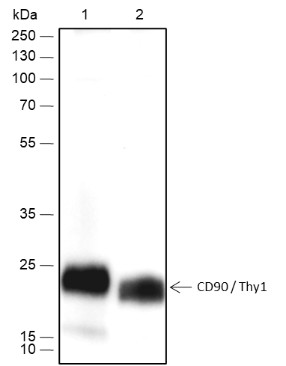 Recombinant CD90/Thy1 Monoclonal Antibody-searchlist-1