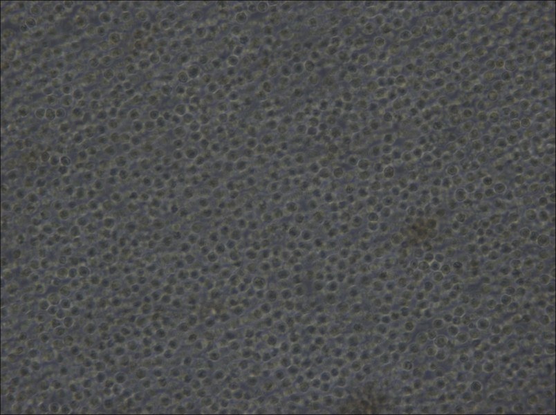 Ba/F3 Cell Complete Medium - 6