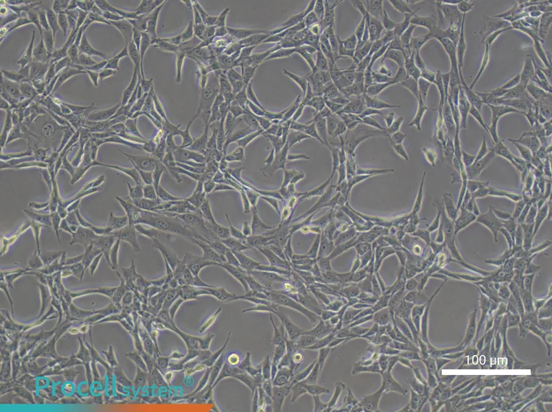 NIH/3T3 Cell Complete Medium - 2