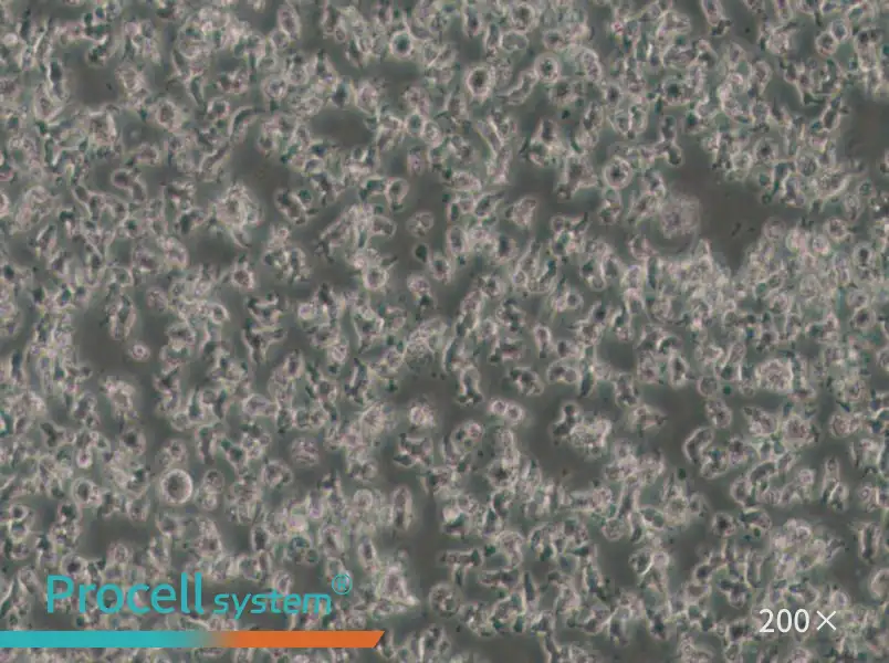 SU-DHL-1 Cell Complete Medium - small - 6