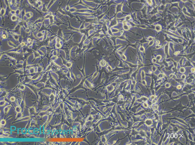 K7M2 wt [K7M2-WT] Cell Complete Medium - 6