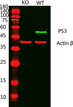 Recombinant p53 Monoclonal Antibody - 2