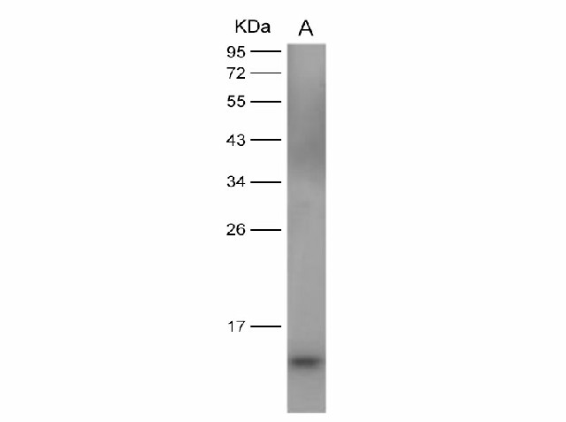 Western Blot analysis of Recombinant DENV (type 2, strain New Guinea C/PUO-218 hybrid) E / Envelope Protein (Domain III, His Tag)(PKSV030125 with 30ng) using Anti-Dengue virus DENV-2(Strain New Guinea C/PUO-218 hybrid) E/Envelope Protein(Domain III) Monoclonal Antibody at dilution of 1:2000.