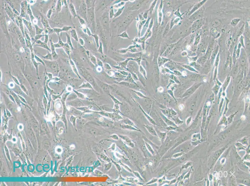 SK-N-SH Cell Complete Medium - small - 4