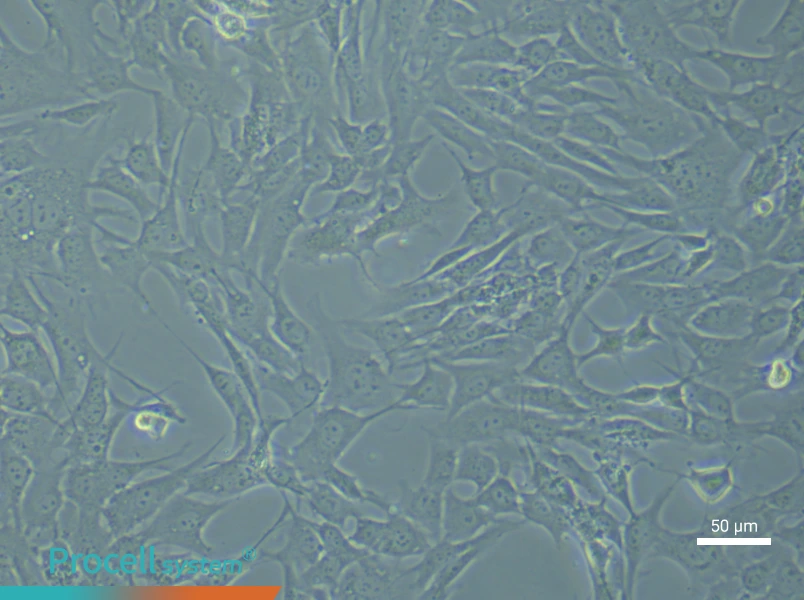 Mouse Aortic Smooth Muscle Cells (Primary cell immortalization)Mouse Aortic Smooth Muscle Cells (Primary cell immortalization) - 4