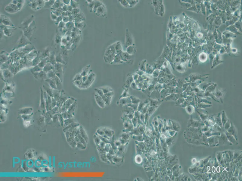 MHCC97-L Cell Complete Medium - small - 4