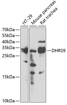 Western blot analysis of extracts of various cell lines using DHRS9 Polyclonal Antibody at 1:3000 dilution.