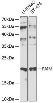 Western blot analysis of extracts of various cell lines using FAIM Polyclonal Antibody at 1:1000 dilution.