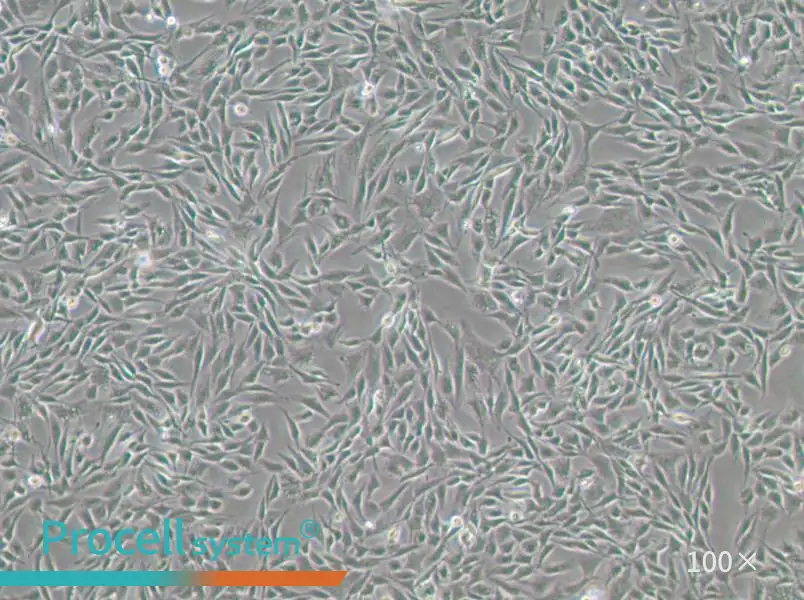 CCF-STTG1 Cell Complete MediumCCF-STTG1 Cell Complete Medium - 3
