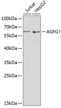 Western blot analysis of extracts of various cell lines using AGFG1 Polyclonal Antibody at 1:1000 dilution.