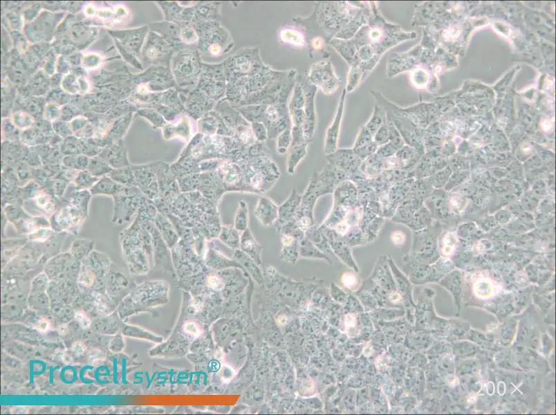 UMR-106 Cell Complete Medium - small - 4