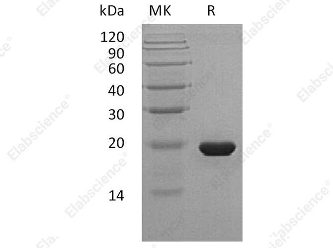 Recombinant Human Sonic Hedgehog/SHH Protein (C24II) - 1