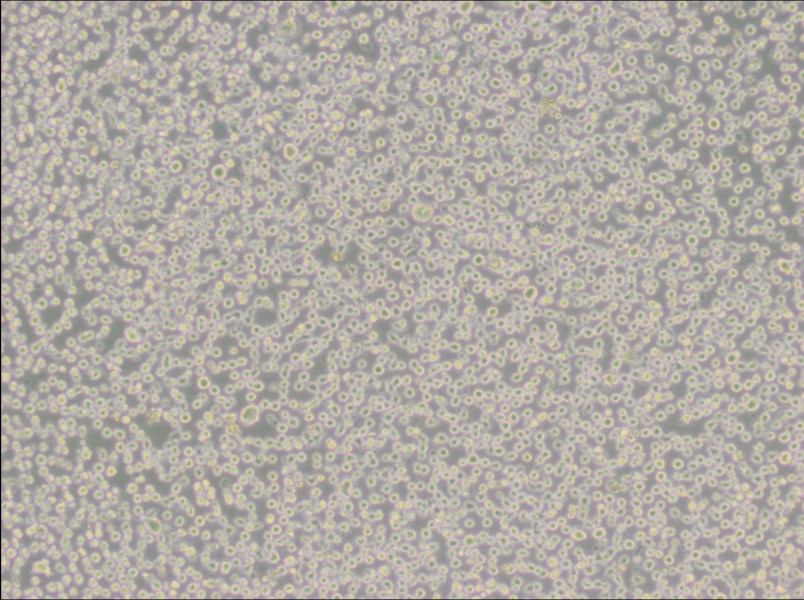 U266 [U266B1] Cell Complete Medium-searchlist-1