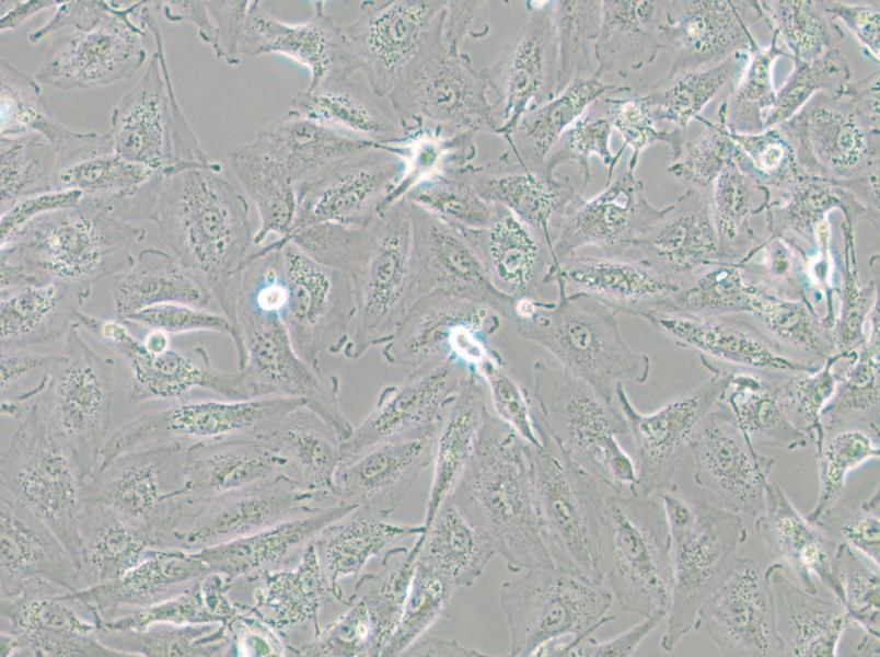 A-498 Cell Complete Medium - 5