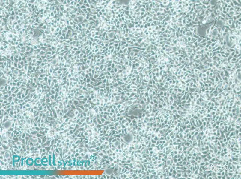 CAL-33 Cell Complete Medium - 1