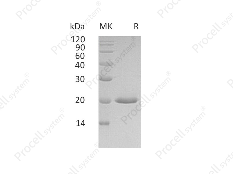 IFN&alpha;4/IFNA4, Human, Recombinant