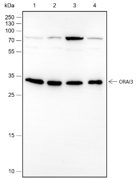 Recombinant ORAI3 Monoclonal Antibody-searchlist-1