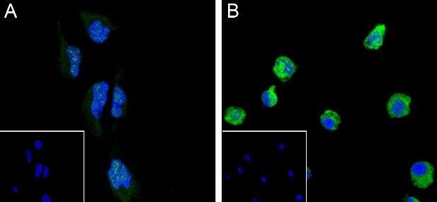 Recombinant Phospho-SIRT1(Ser27) Monoclonal Antibody-searchlist-2