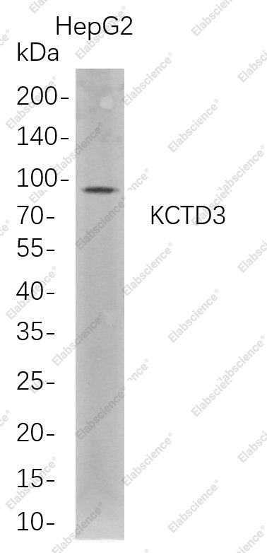 Recombinant KCTD3 Monoclonal Antibody - 1