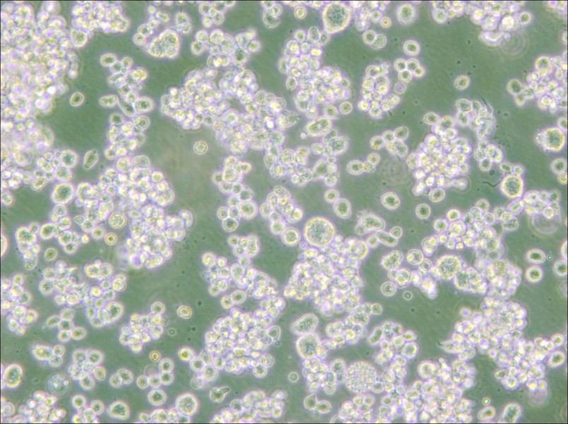 EB-3 Cell Complete Medium - small - 4