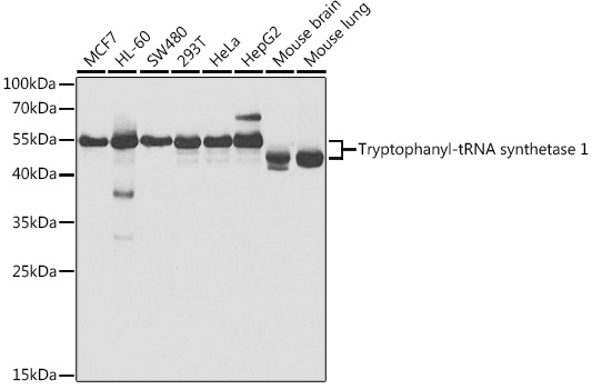 Western blot analysis of extracts of various cell lines using Tryptophanyl-tRNA synthetase 1 Polyclonal Antibody at 1:1000 dilution.