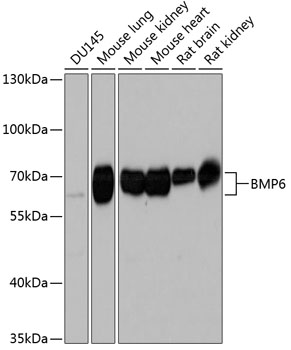 Western blot analysis of extracts of various cell lines using BMP6 Polyclonal Antibody at 1:1000 dilution.