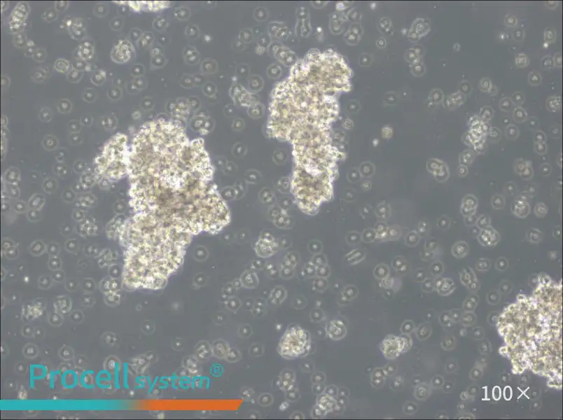 OCI-Ly3 Cell Complete Medium - 3
