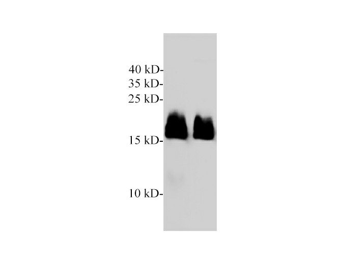 Western blotting with anti-KRAS polyclonal Antibody at dilution of 1:1000. Lane 1: Rat heart lysates, lane 2:Rat skeletal muscle lysate.