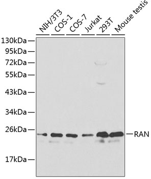 Western blot analysis of extracts of various cell lines using RAN Polyclonal Antibody at dilution of 1:1000.