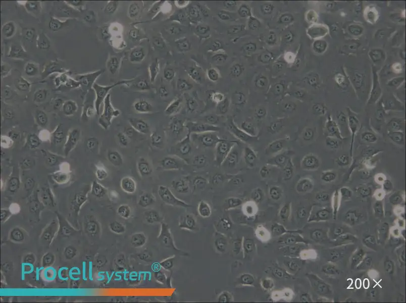 OVCA429 Cell Complete Medium - 5