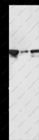 MAP2K2 Polyclonal Antibody - 1