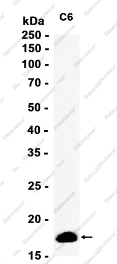 Recombinant Destrin Monoclonal Antibody - 1