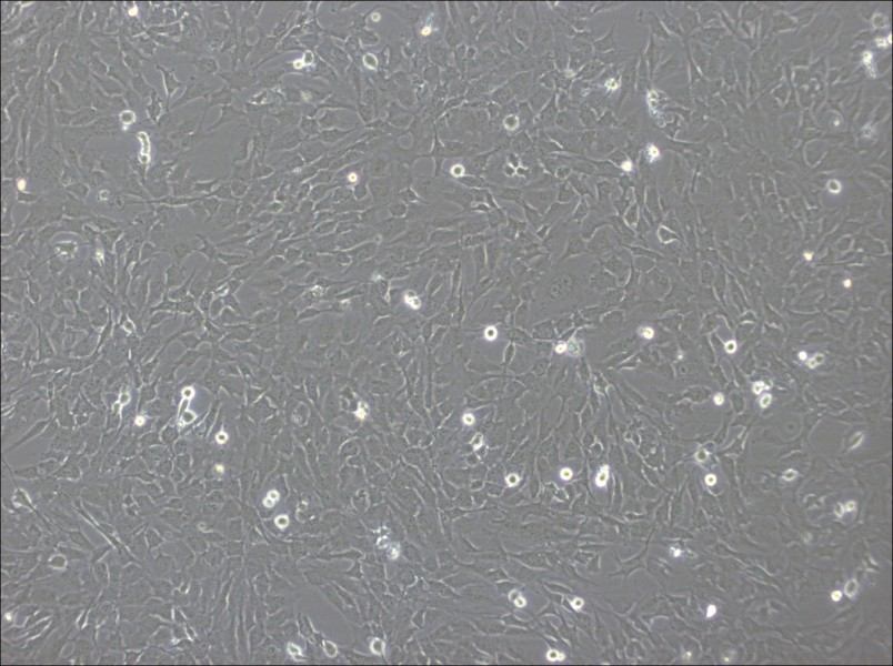 hCMEC/D3 Cell Complete MediumhCMEC/D3 Cell Complete Medium - 3