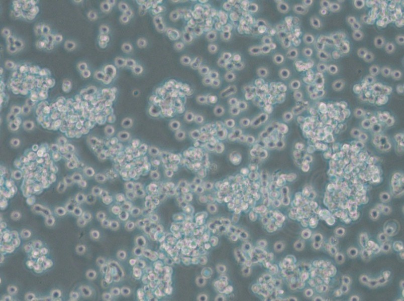 BC-3 Cell Complete Medium - 6