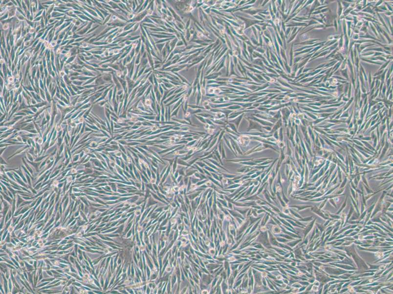 MEL270 Cell Complete Medium-searchlist-1