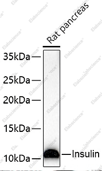 INS Polyclonal Antibody - 5