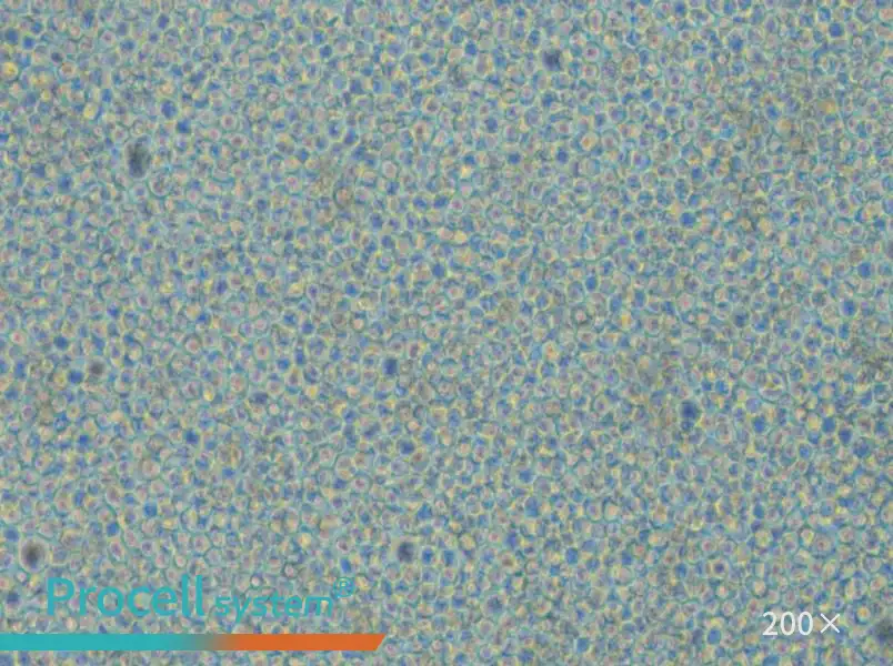 CoC1-DDP Cell Complete Medium - small - 4