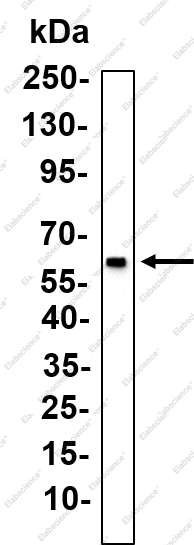 Recombinant ETS2 Monoclonal Antibody - 1