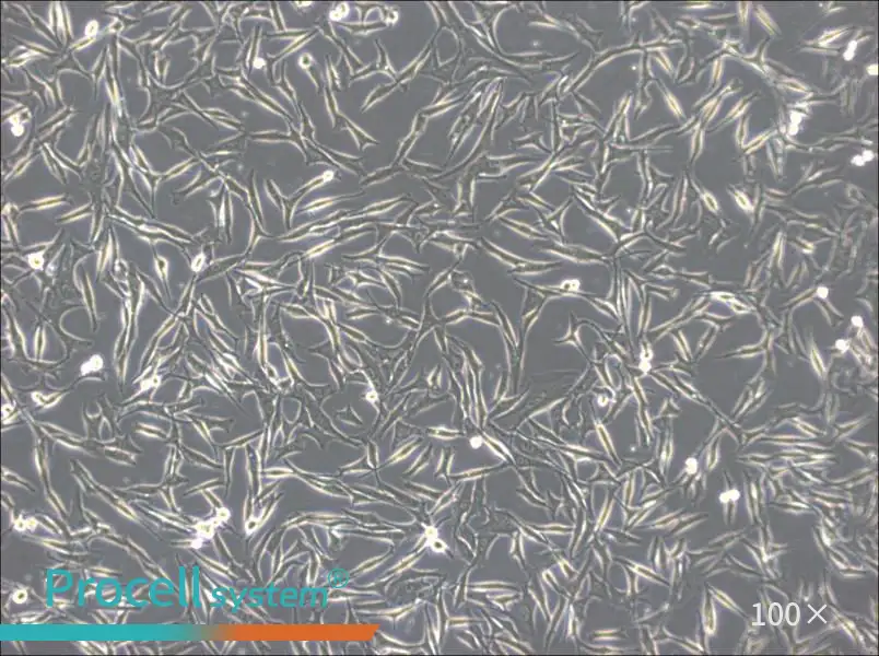 WM-266-4 Cell Complete MediumWM-266-4 Cell Complete Medium - 2