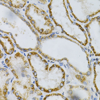 Immunohistochemistry of paraffin-embedded Human kidney using PTPRA Polyclonal Antibody at dilution of 1:100 (40x lens).