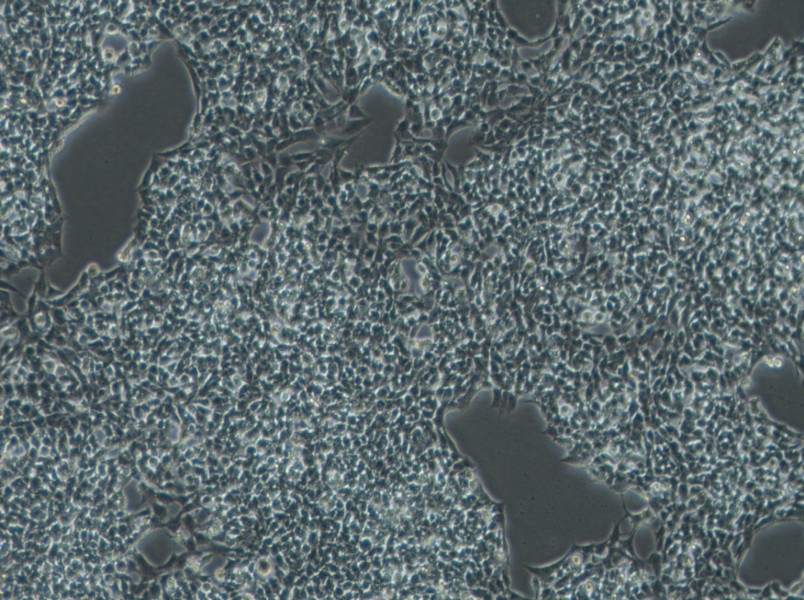 A-673 Cell Complete MediumA-673 Cell Complete Medium - 2