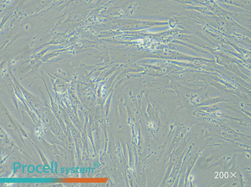 WI-38 Cell Complete Medium - small - 6